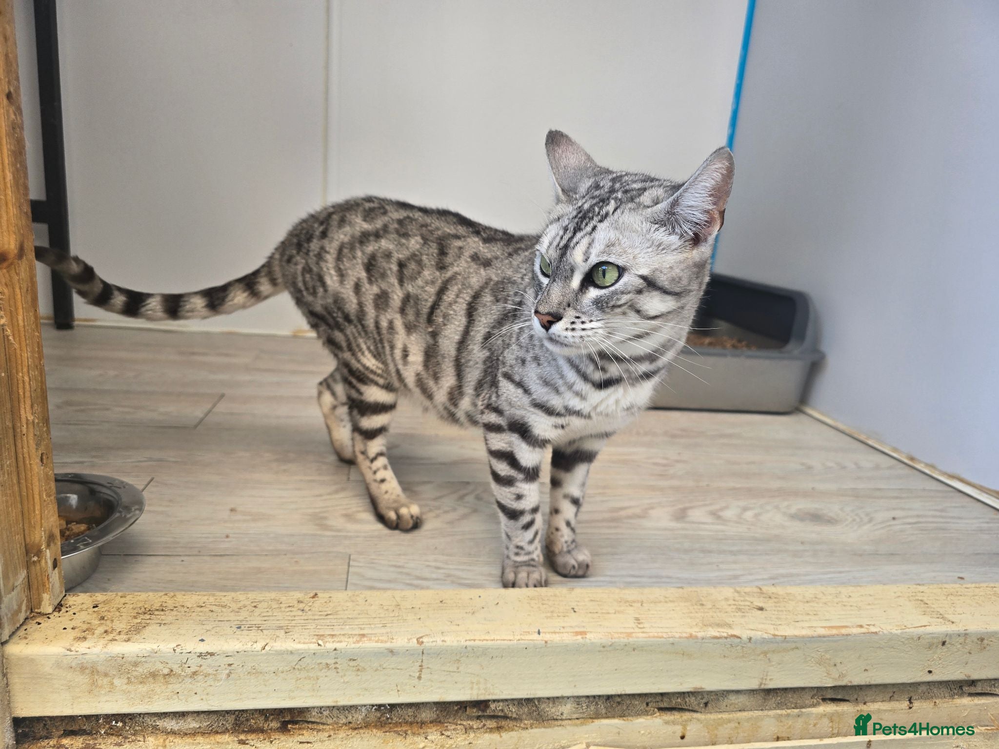 Bengal cats Retired Queen - Advert 6