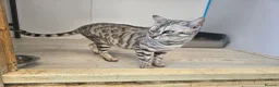 Bengal cats for sale: Retired Queen - Advert 1