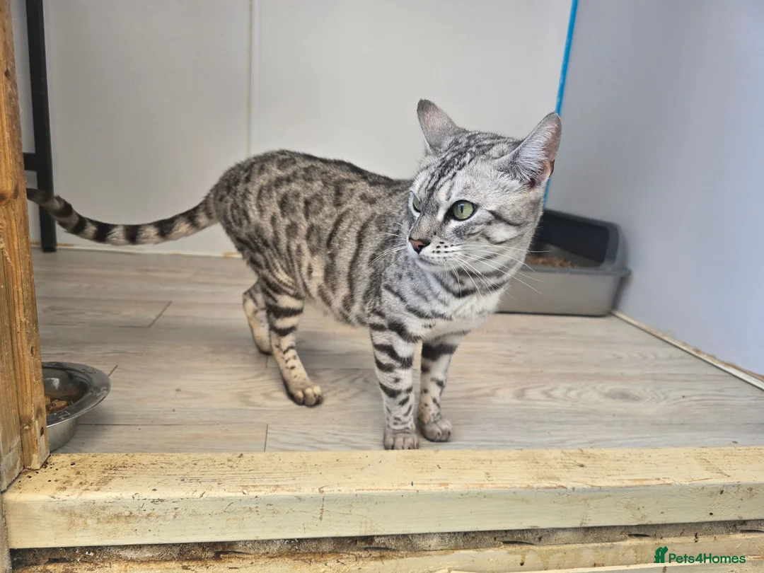 Bengal cats for sale: Retired Queen - Advert 1