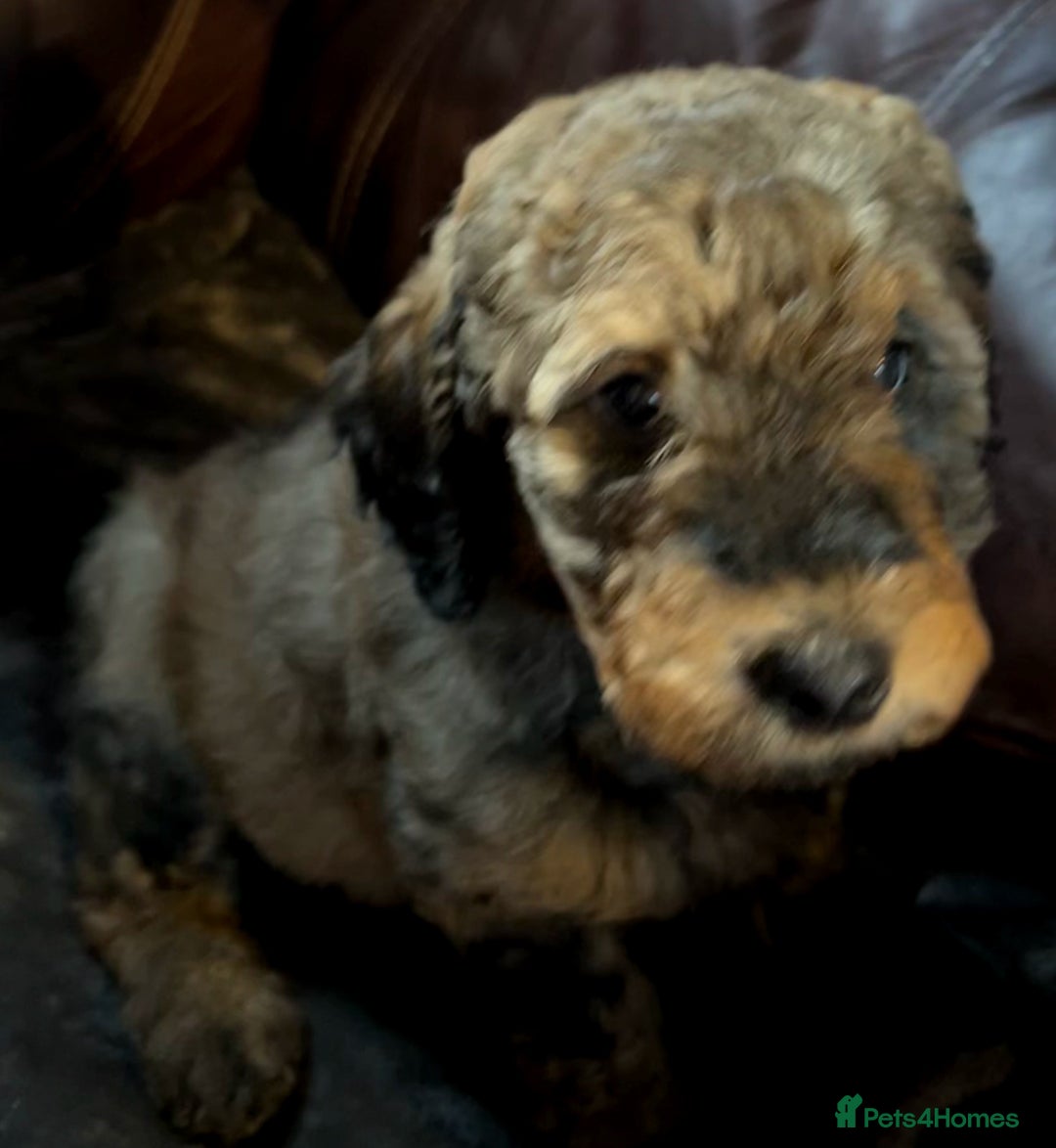 Labradoodle dogs for sale: stunning F2 labradoodle puppies... Available now - Advert 13