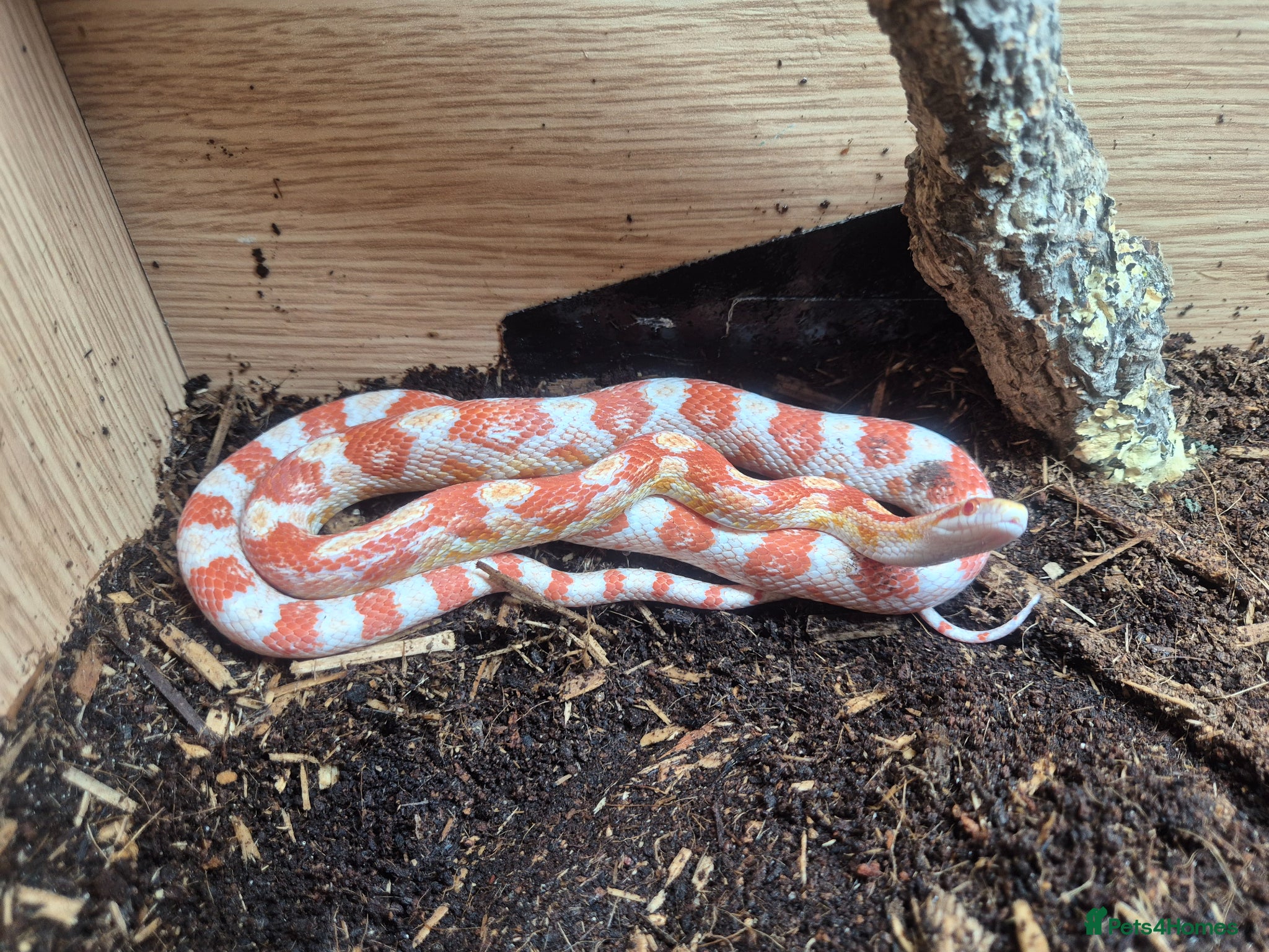 Corn Snake reptiles for sale: Female cornsnake  - Advert 3
