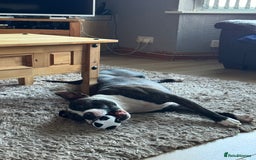 Mixed Breed dogs for sale: 2 dogs FTGH - Image 5