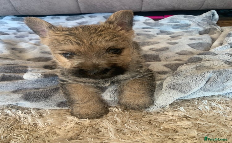 Cairn Terrier dogs - Advert 2