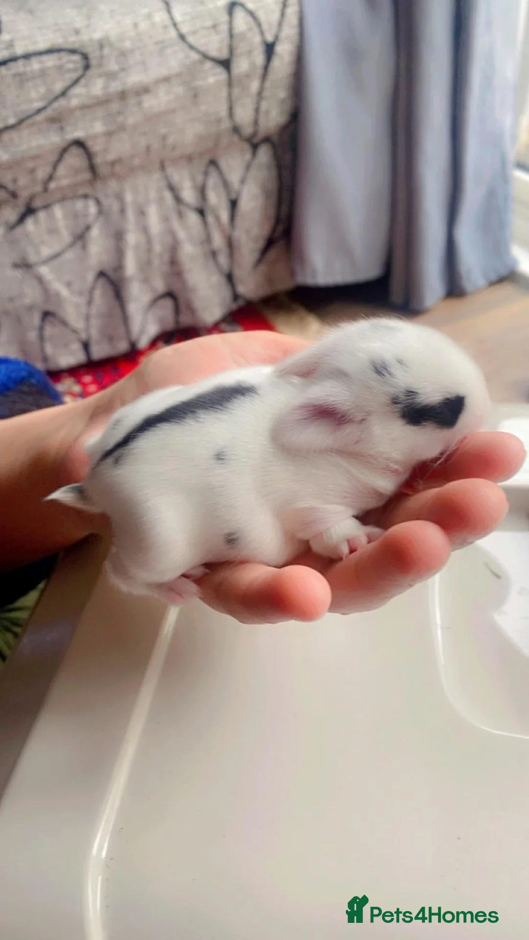 Mixed Breed rabbits for sale: Baby mini lops  - Advert 2