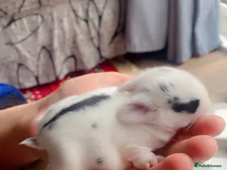 Mixed Breed rabbits Baby mini lops - Advert 19