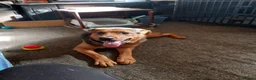 Mixed Breed dogs for sale: Narla  in Droitwich - Advert 8