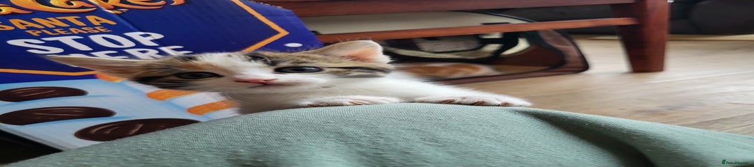 Mixed Breed Kitten 4