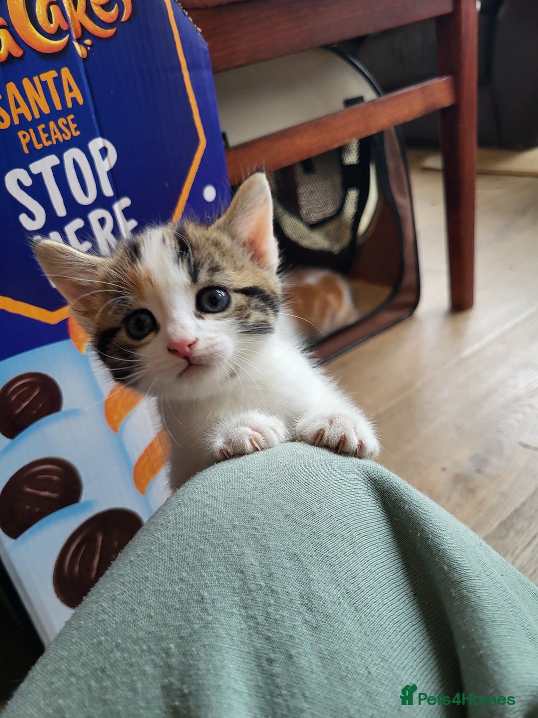 Mixed Breed cats for sale: Mixed kittens for sale, wide range of variety. - Advert 15