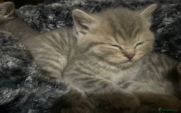 Scottish Fold cats for sale: Beautiful Scottish straight cross British shorts😍 - Image 14