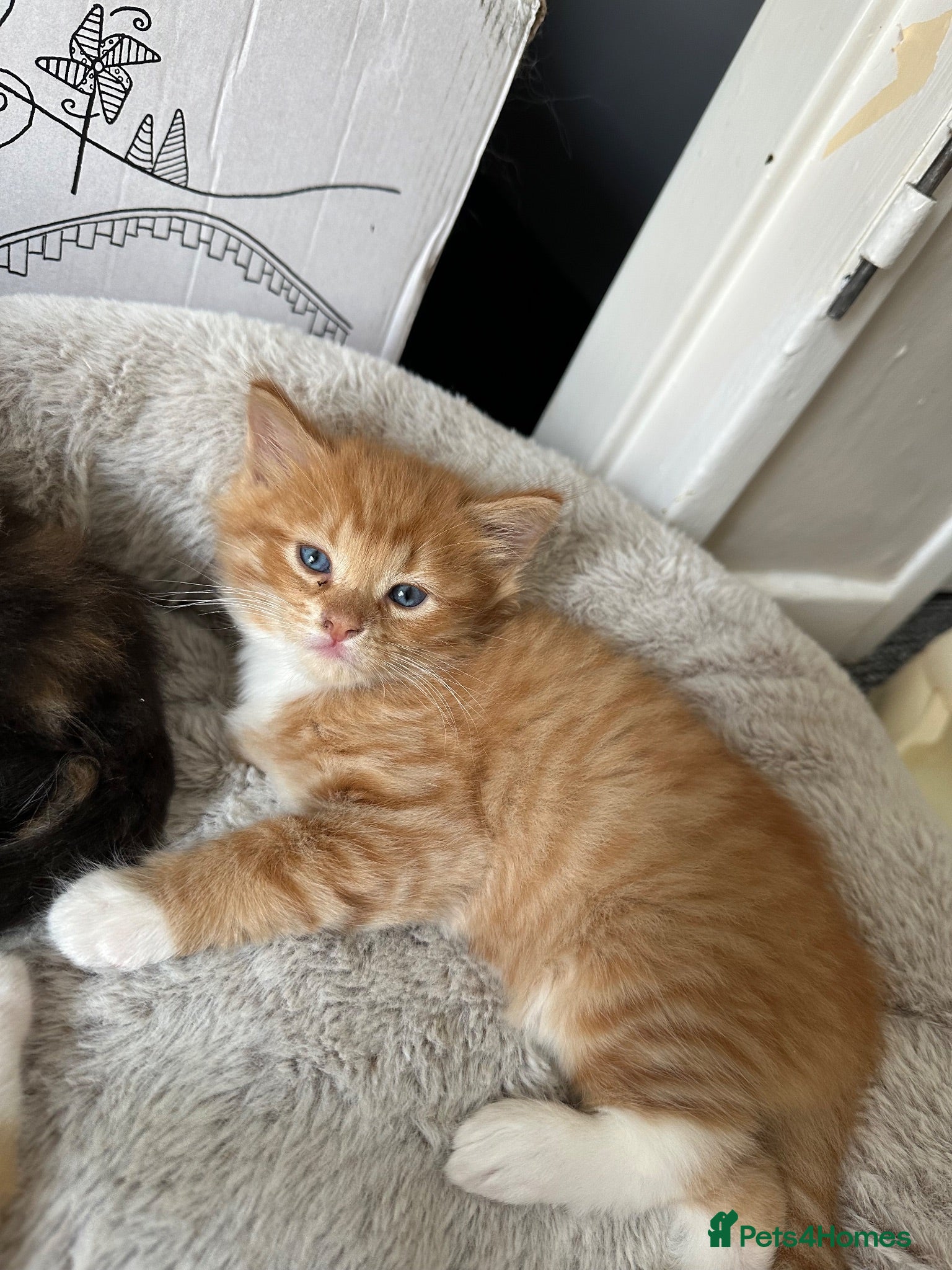 Mixed Breed cats 1 male ginger kitten  - Advert 2
