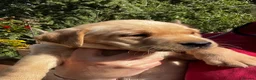 Labrador Retriever dogs for sale: Kc lab pups  - Advert 1