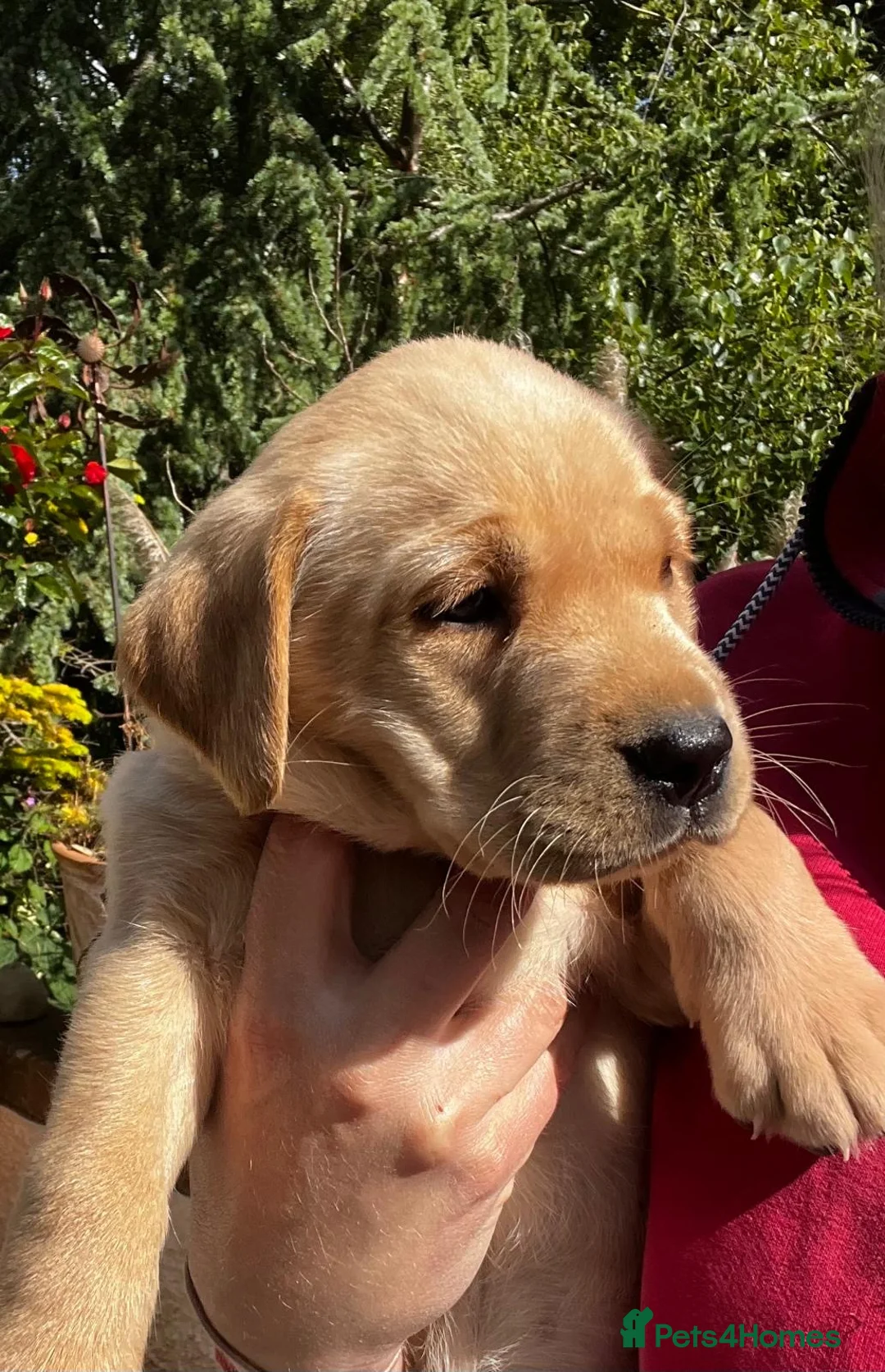 Labrador Retriever dogs for sale: Kc lab pups  - Advert 1