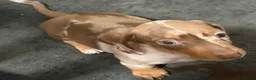 Miniature Dachshund dogs for sale: Stunning Miniature Dachshund Babies 💙🩷🩷🩷 - Advert 4