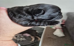 French Bulldog dogs for sale: 3 female french bulldogs - Advert 13