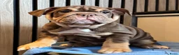 English Bulldog dogs for sale: English Bulldog Female  - Advert 10