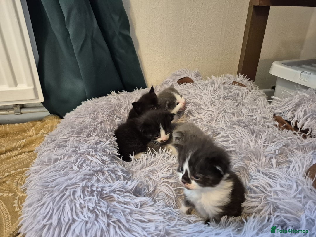 Ragdoll cats for sale: Ragdoll X Kittens  - Image 5