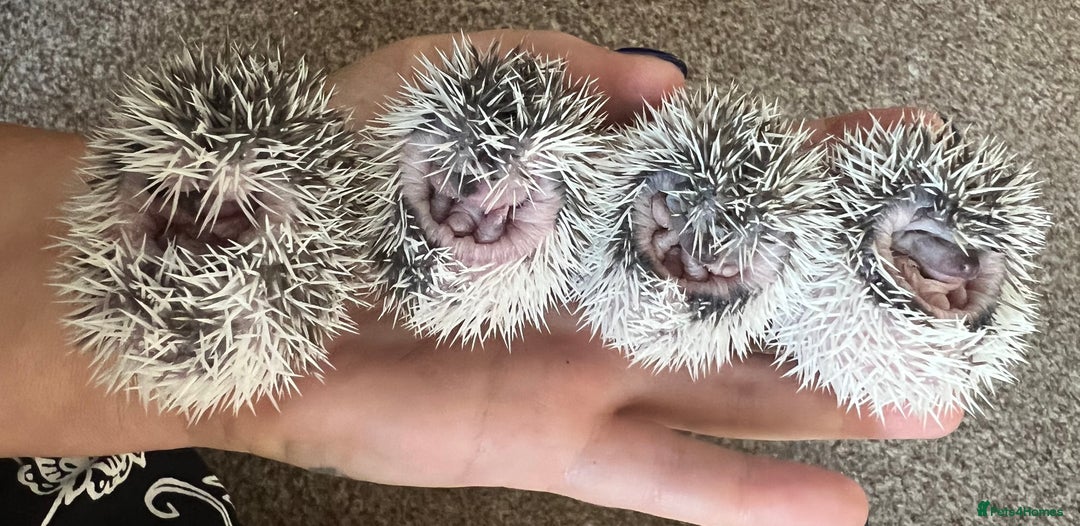 Pygmy Hedgehog rodents for sale: African Pygmy hedgehogs hoglets  - Image 4
