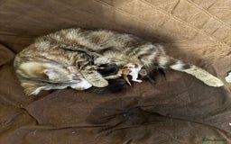Mixed Breed cats for sale: 2 gorgeous kittens  - Image 2