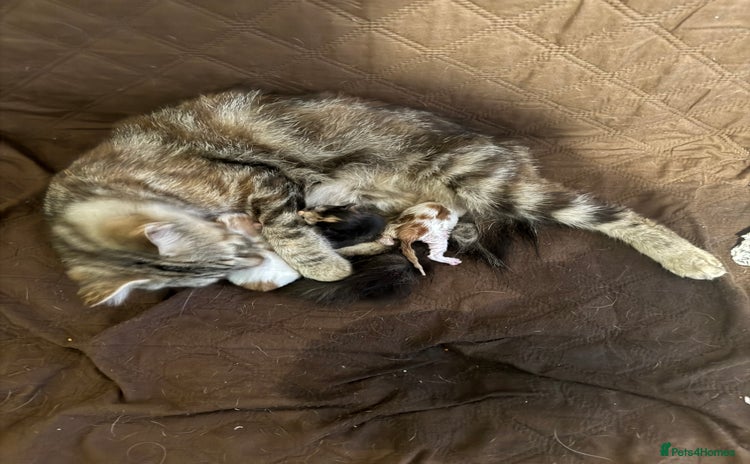 Mixed Breed cats - Advert 5