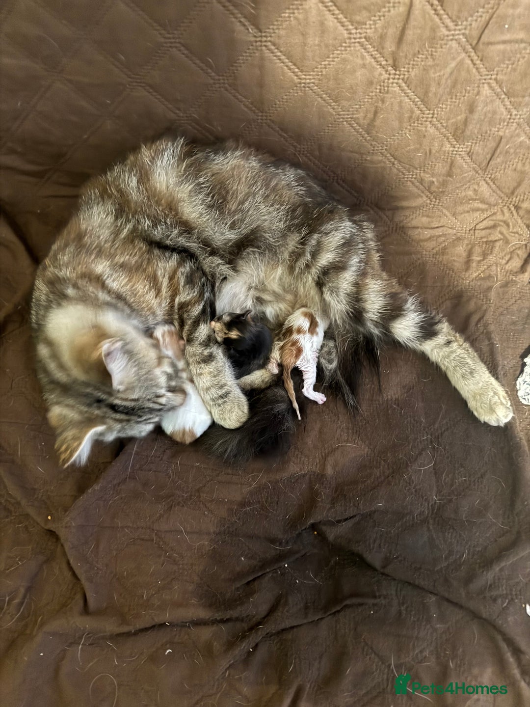 Mixed Breed cats for sale: 2 gorgeous kittens  - Image 2