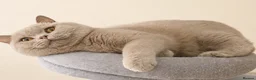 British Shorthair cats for sale: Top quality British shorthair kittens  🏆  - Advert 2