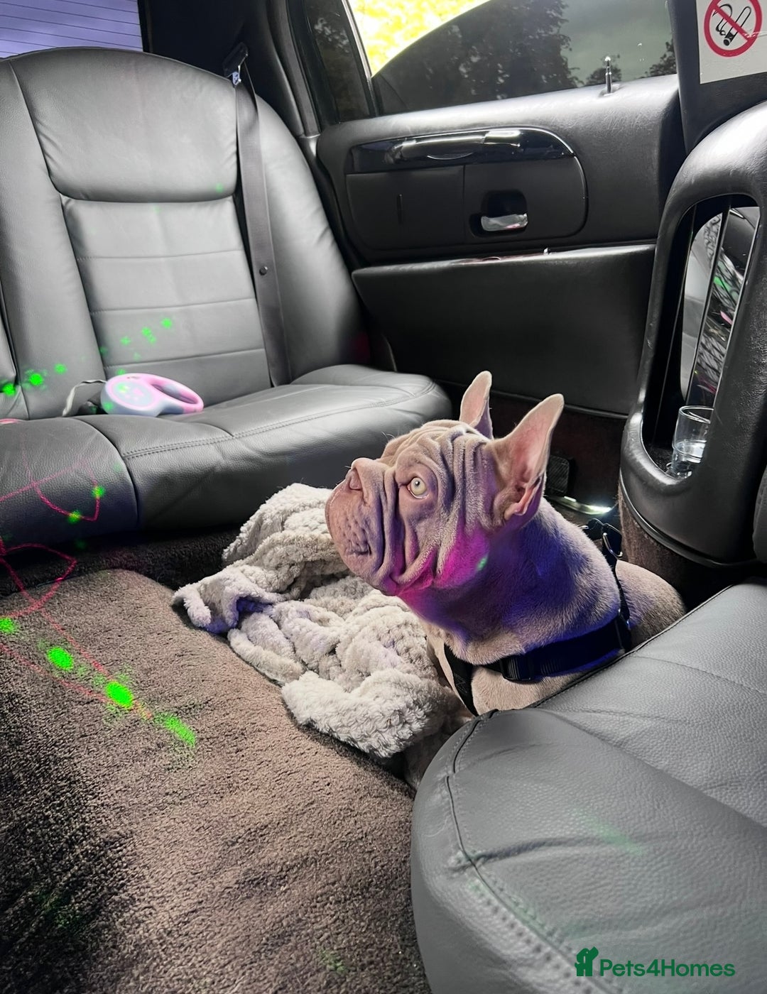 French Bulldog dogs for sale: Newshade Velvet Female Frenchie Pup - Advert 10