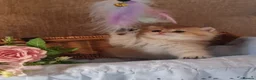 British Shorthair cats for sale: 🧡 GOLDEN & SILVER BSH KITTENS TICA 🧡  - Advert 13