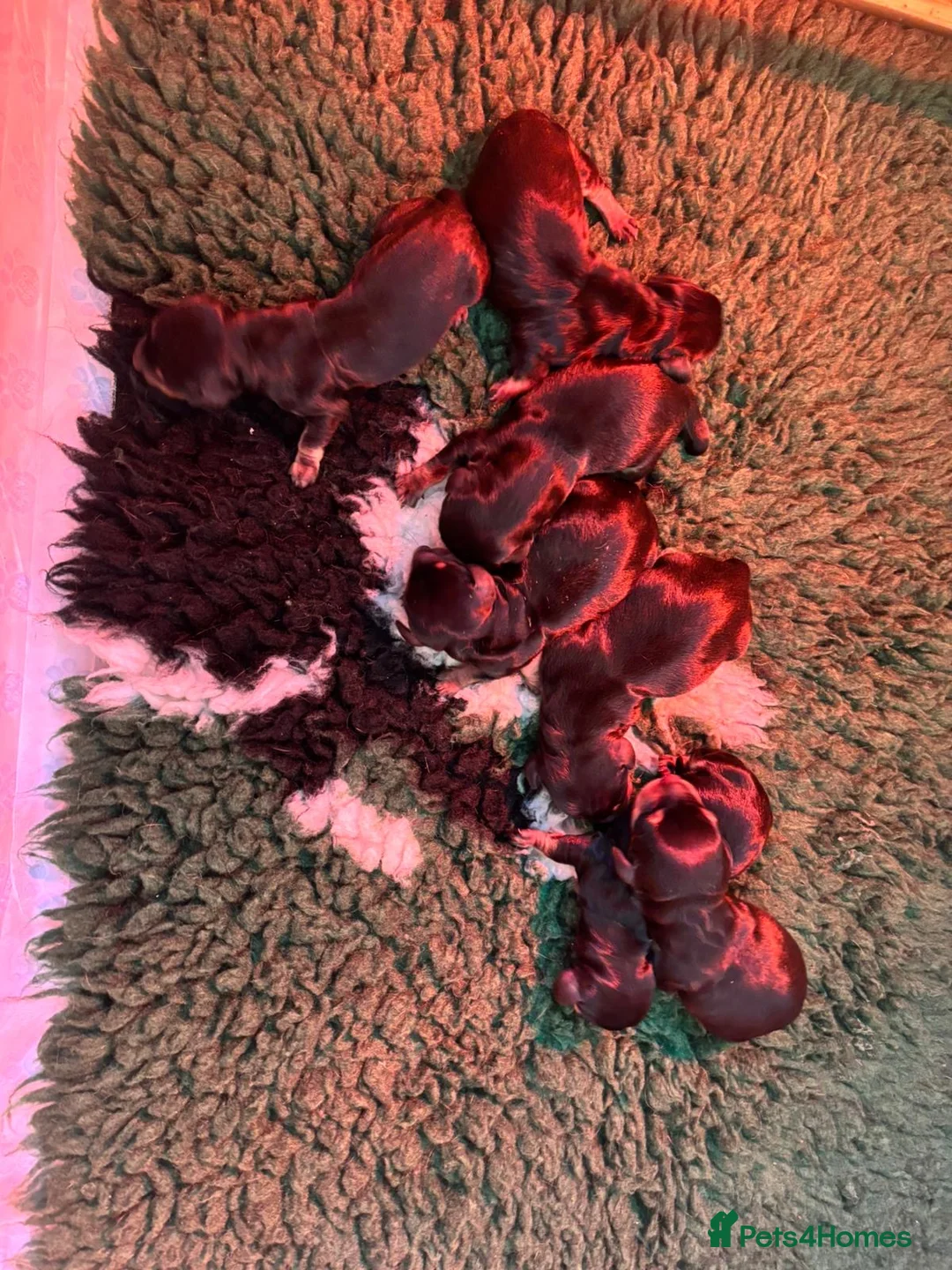 Miniature Dachshund dogs for stud: KC reg Isabella & Tan Stud! Free ovulation test in Stockton-on-Tees - Advert 29