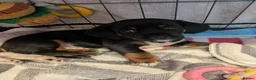 Mixed Breed dogs for sale: Cavajack x Pomeranian puppies  in Dereham - Advert 8