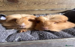 Guinea Pig rodents for sale: Pair of Lovely long haired guinea pigs  - Image 2