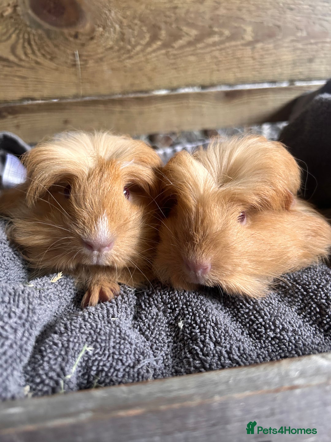 Guinea Pig rodents for sale: Pair of Lovely long haired guinea pigs  - Image 2