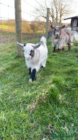 Goats livestock - Advert 11