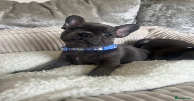 French Bulldog dogs - Advert 3
