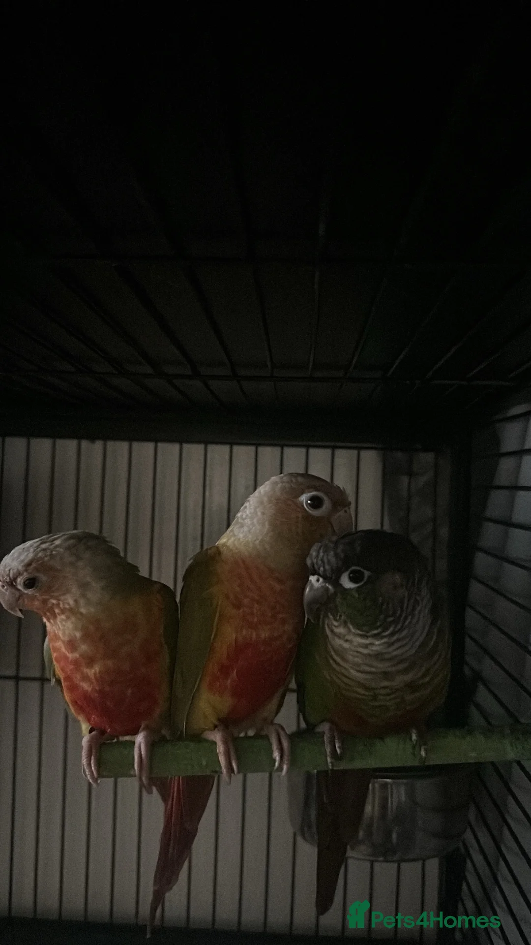 Conures birds for sale: Three conures - Advert 2