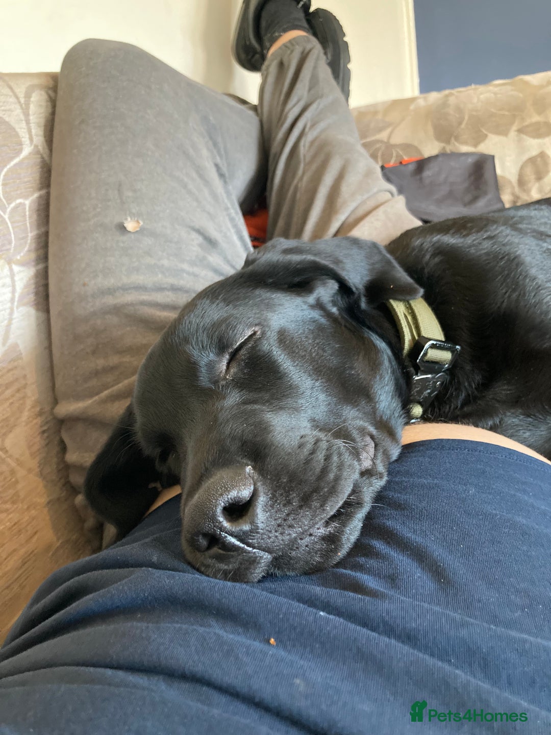 Labrador Retriever dogs for sale: 6 m/o male Labrador retriever  - Image 4