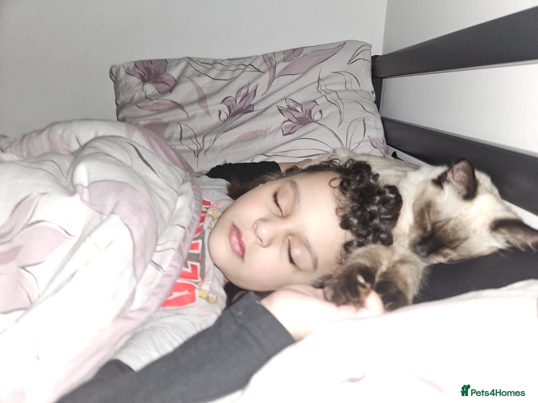 Ragdoll cats for sale: Seal Point Ragdoll Female Cat - Advert 8