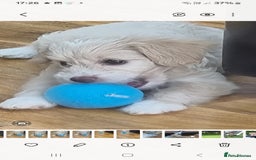 Chinese Crested dogs for sale: 5 beautiful Chinese crested puffs 3 girls 2 boys - Image 11