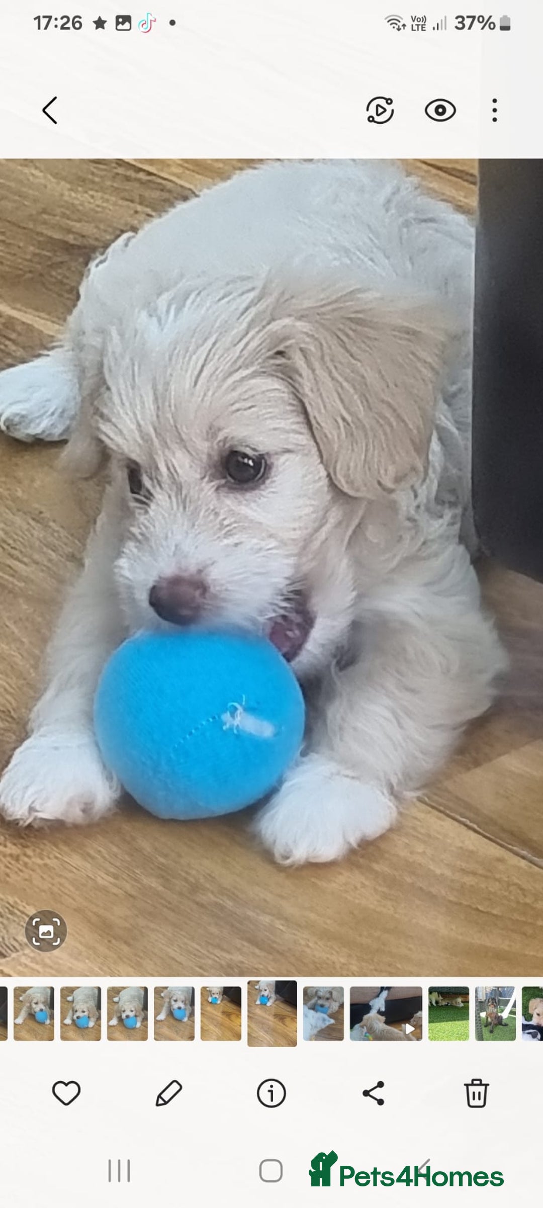 Chinese Crested dogs for sale: 5 beautiful Chinese crested puffs 3 girls 2 boys - Image 11