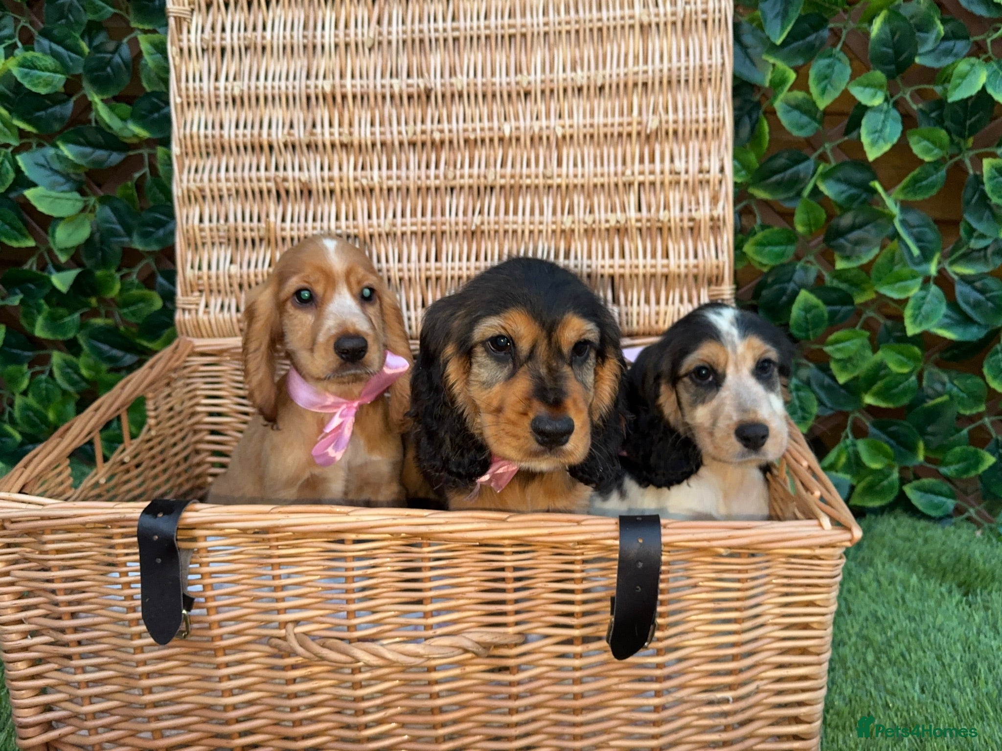Cocker Spaniel dogs Ready to leave Beautiful show type cocker puppy’s  - Advert 1