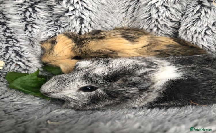 Guinea Pig rodents - Advert 1
