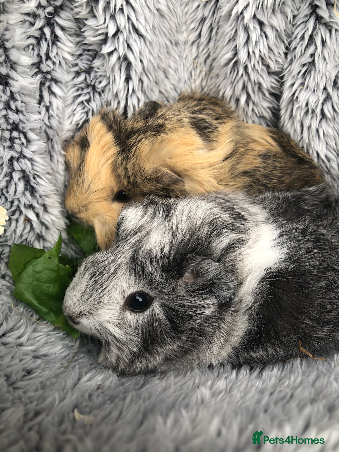 Guinea Pig rodents for sale: 2 beautiful baby boy Guineapigs  - Image 1