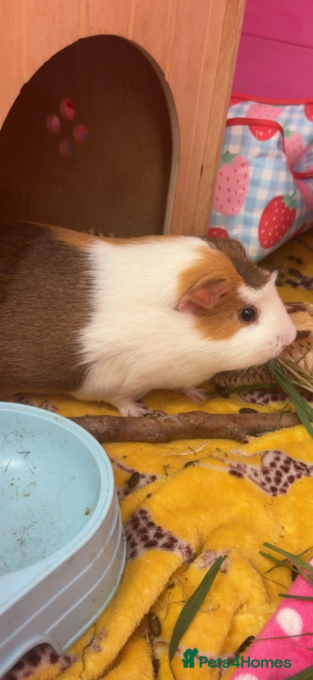 Guinea Pig rodents for sale: 2 bonded female guinea pigs almost a year old - Advert 2