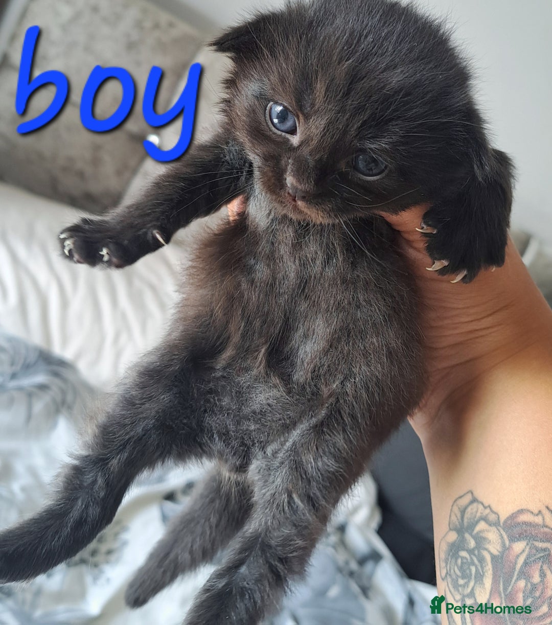 Mixed Breed cats for sale: Kittens DOB 1/8/25 - Image 4