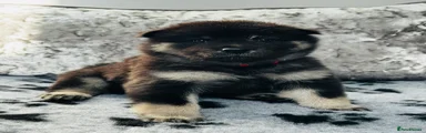 Eurasier 6