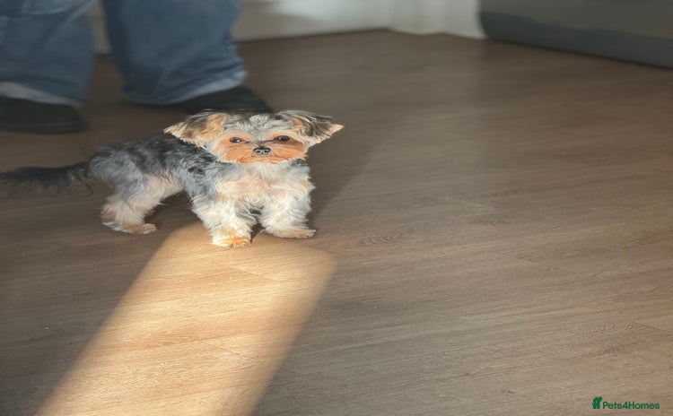 Yorkshire Terrier dogs - Advert 1