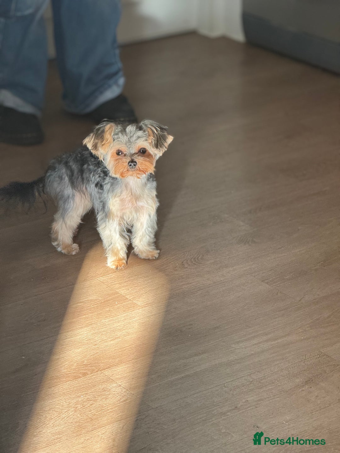 Yorkshire Terrier dogs for sale: Miniature yorkie - Image 2