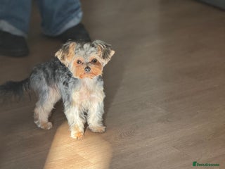 Yorkshire Terrier dogs - Advert 25