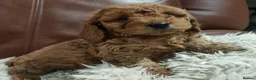 Cockapoo dogs for sale: Golden Cockapoo in London - Advert 2
