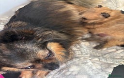 Pomchi dogs for sale: Adorable Pomchi Boy Available Now. - Image 6