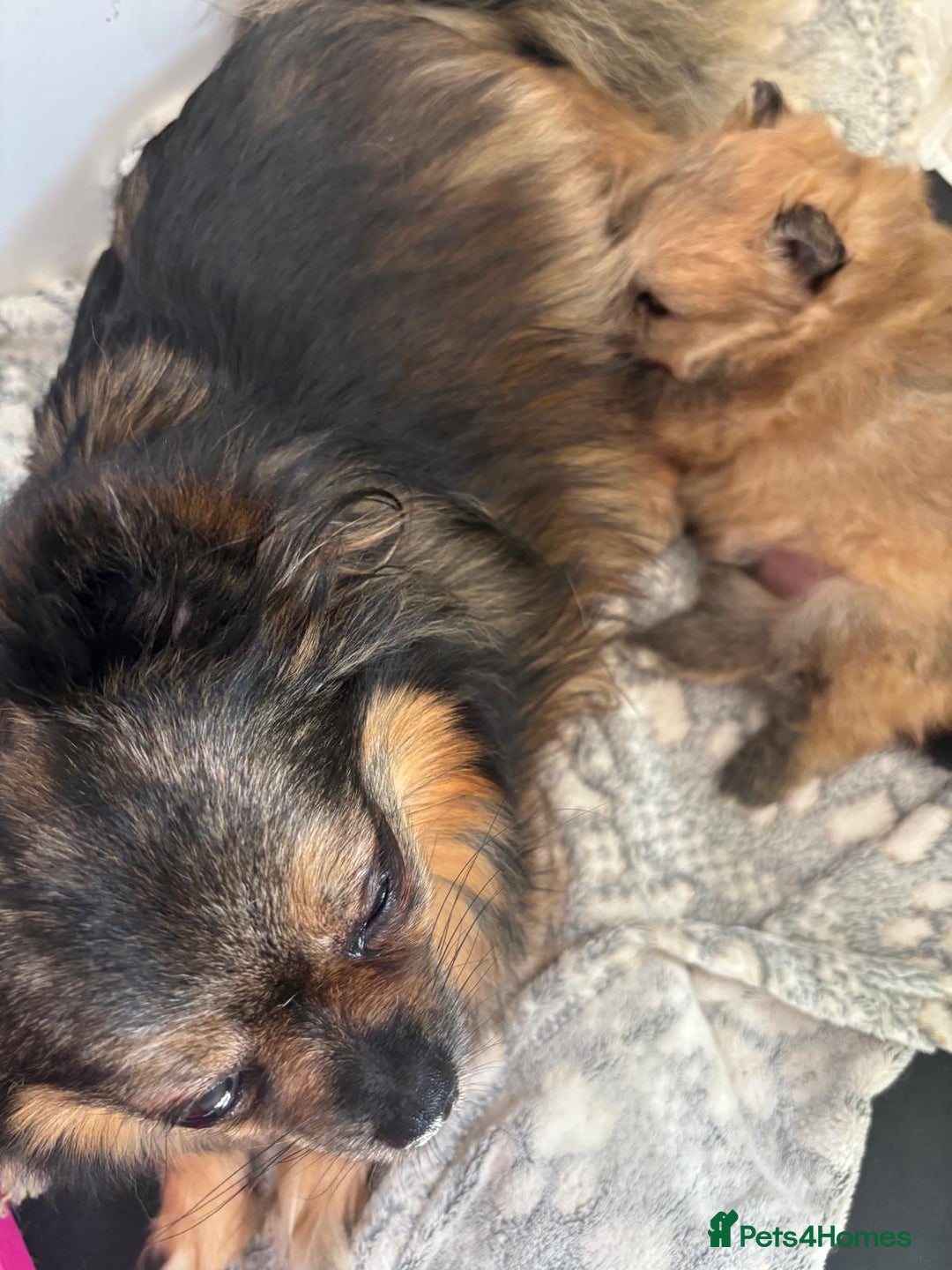 Pomchi dogs for sale: Adorable Pomchi Boy Available Now. - Image 6